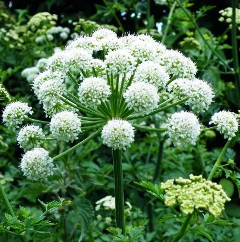 Angelica Pure Floral Absolutes Oils 1